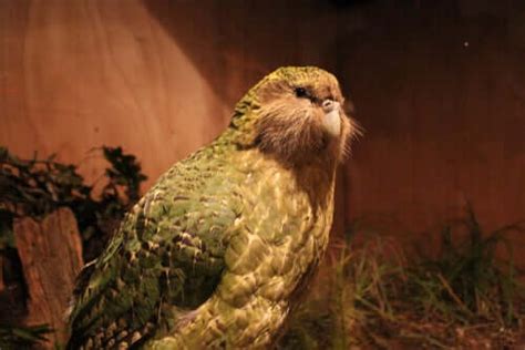 A Giant Parrot Has Been Discovered in New Zealand! - My Animals