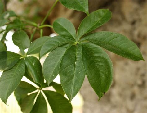 Baobab - Whole Earth Education