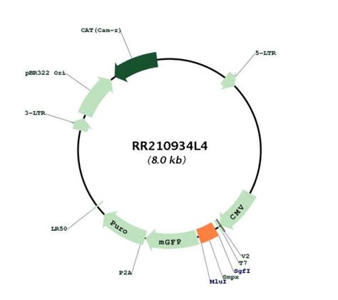 Smpx Nm Rat Tagged Lenti Orf Clone Scientist