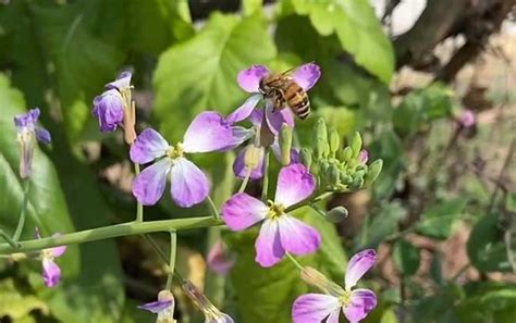 蜜蜂蛰了后红肿发硬发痒怎么办？ 蜜蜂知识 酷蜜蜂