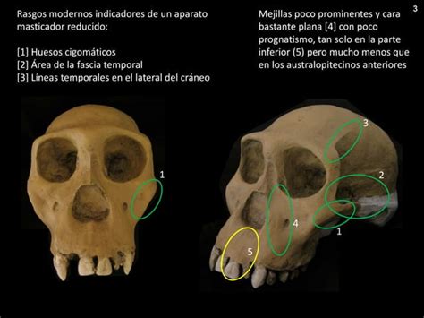 Australopithecus Sediba Ppt