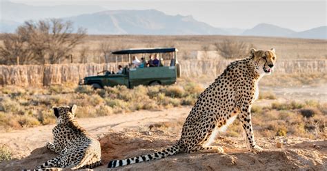 Da Città del Capo Safari sulla Garden Route e tour costiero di 3