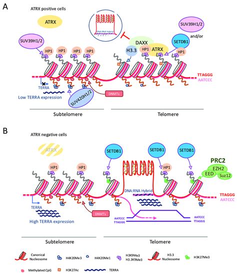 A Atrx Role In The Maintenance Of Telomeric And Subtelomeric