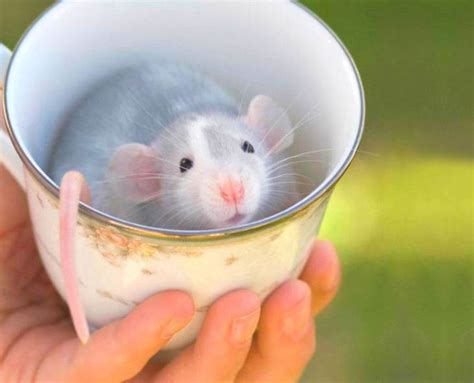 You Cant Digest These 50 Cute Animals In Cups