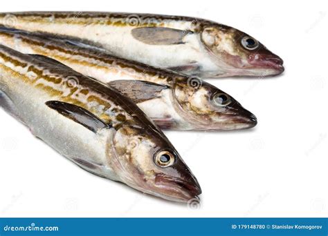 Freshly Caught Alaska Pollock Fish Stock Photo Image Of Fish Marine