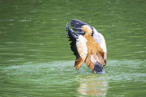 Tadorne Rousse Oiseau Canard Photo Gratuite Sur Pixabay Pixabay