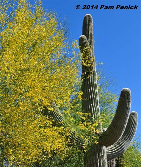 Palo Verde Cactus