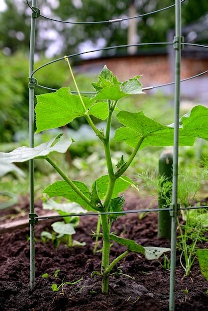 Premium Photo | Cucumbers in the garden growing in the garden