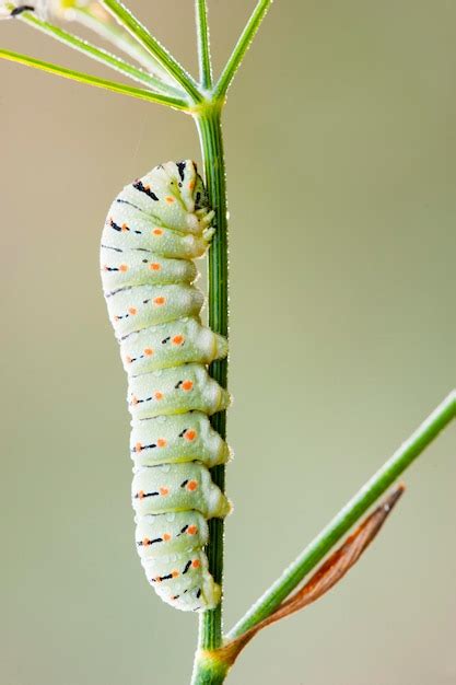 Premium Photo | Caterpillar of common yellow swallowtail butterfly