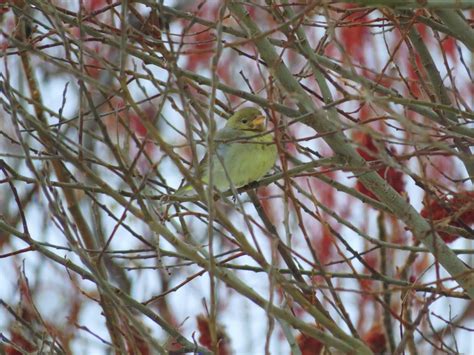 Ebird Checklist Dec Av Du Sous Bois Qu Bec Ca Qc