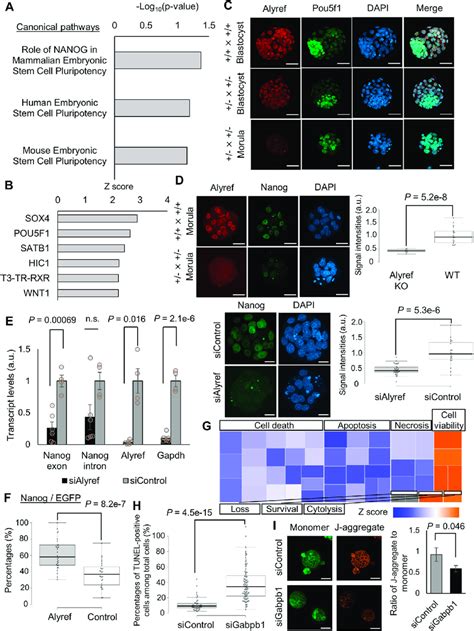 Molecular Mechanisms Related To The Developmental Arrest Of Alyref