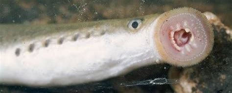 Lampreys Sea Lamprey And Freshwater Lamprey Facts Species And Pictures