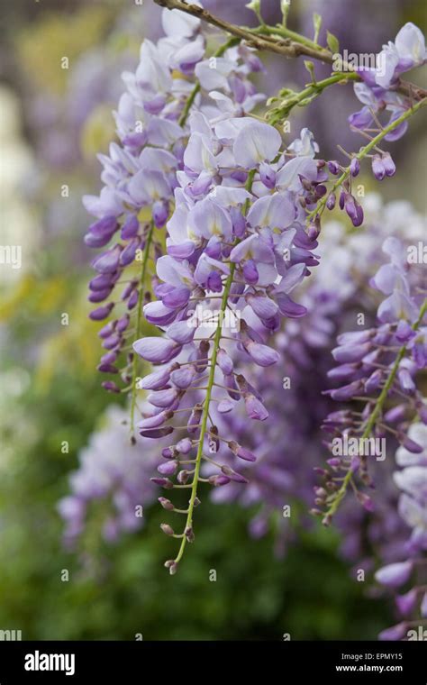 Wisteria Sinensis Chinese Wisteria Growing Hi Res Stock Photography And