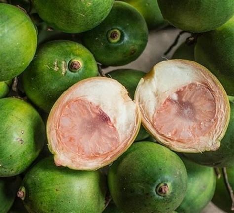 Boleh Dibuktikan Manfaat Buah Pinang Yang Ampuh Menjaga Kesehatan