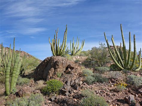 Group Of Organ Pipes Pinkley Peak Organ Pipe Cactus National Monument