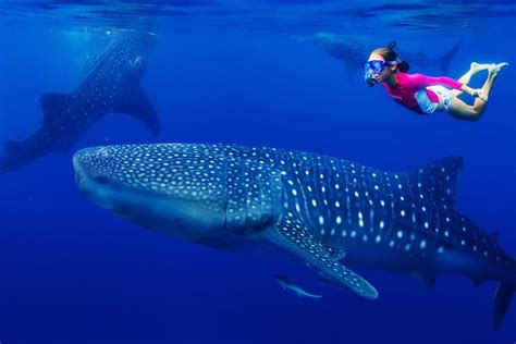 Swimming With Whale Sharks From Riviera Maya Playa Del Carmen