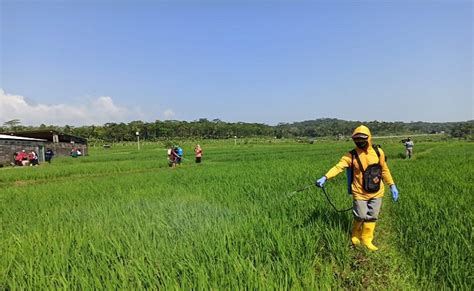 Agricom Id Para Ekonom Dan Akademisi Yakin Sektor Pertanian Terus