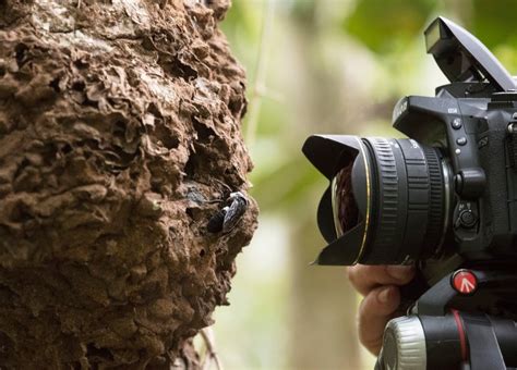 World's biggest bee spotted alive for the first time in decades | CBC News