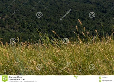 Ears Of Corn Swaying In The Wind On The Mountain Stock Image Image Of