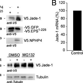 NPHP4 Increases Protein Levels Of Jade 1 A HEK 293T Cells Were