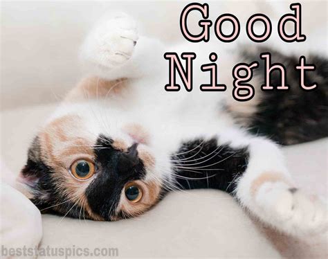 51 Beautiful Good Night Hd Images With Cat Kitty Kitten Best Status Pics