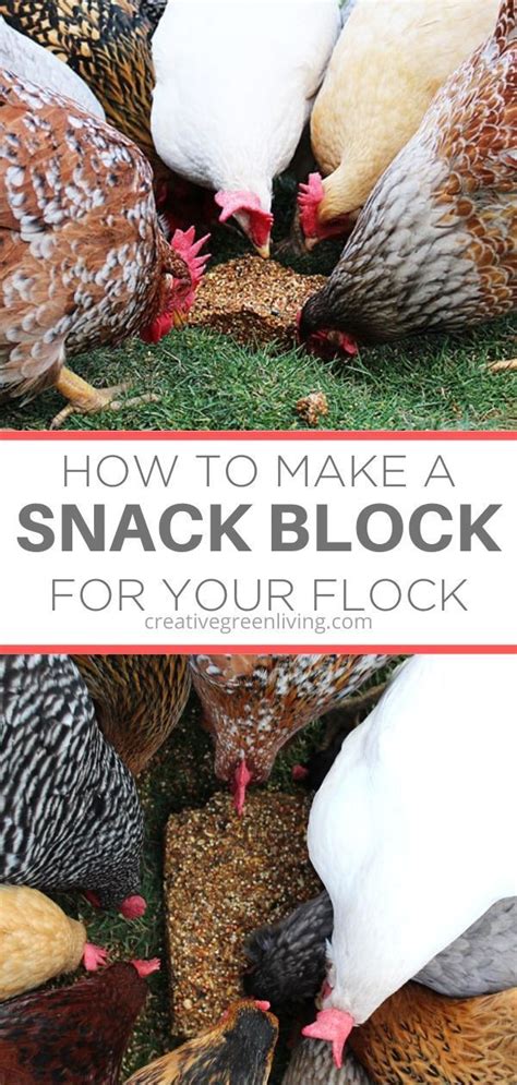 Idea For Homemade Treats For Chickens An Organic Flock Block Style