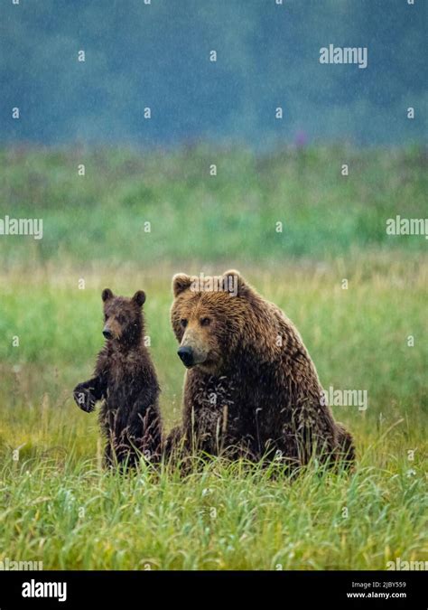 Mom With Standing Cub Coastal Brown Bears Ursus Arctos Horribilis At