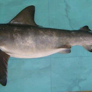 Bignose shark (Carcharhinus altimus). | Download Scientific Diagram