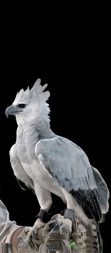 Harpy Eagle Wallpaper