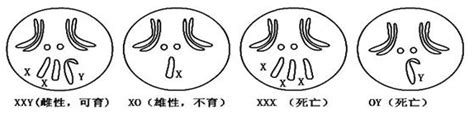 几种性染色体异常果蝇的性别育性等如图所示 1正常果蝇在减数第一次分裂中期的细胞内染色体组数为 在减数第二次分裂后期的细胞中染色体数是