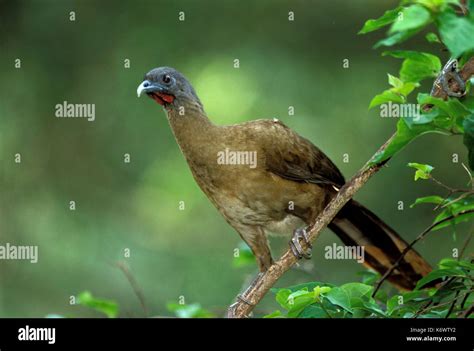 Cocrico hi-res stock photography and images - Alamy