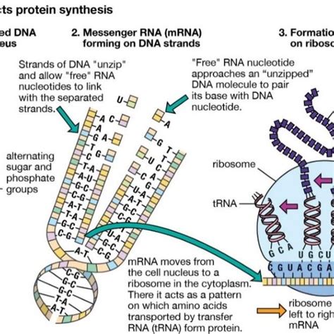 A Schematic Of How Dna Directs Protein Synthesis Kornberg