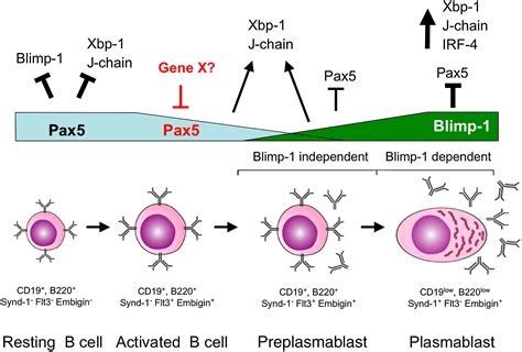 Initiation Of Plasma Cell Differentiation Is Independent Of The