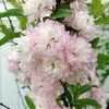 Prunus Dwarf Flowering Almond Pink Flowering Almond Prunus Glandulosa