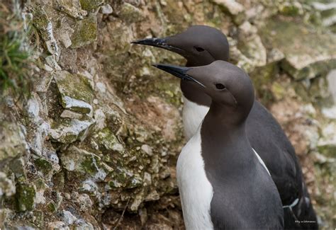 Guillemot Rspb Bempton Cliff Werner Lohmanns Flickr