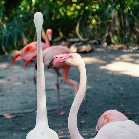 Flamingos Zoo Hanover Enclosure - Free photo on Pixabay - Pixabay