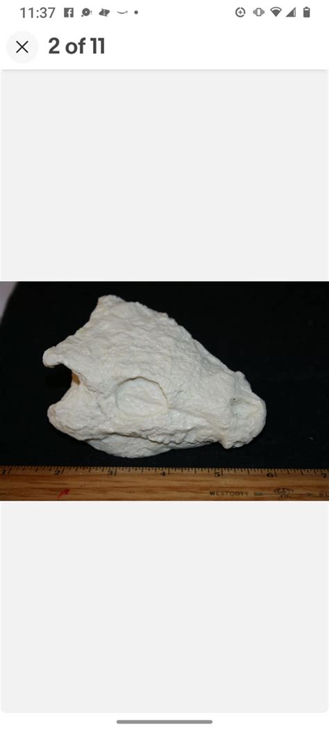 Seymouria skull cast replica fossil reproduction – BigfootCasts.com