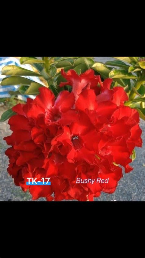 5 Graines Adenium Obesum Rose du désert Buchy Red Etsy France