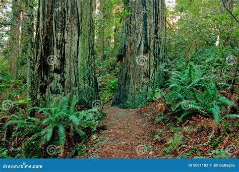 Redwood Forest Trail stock photo. Image of huge, humboldt - 5081182