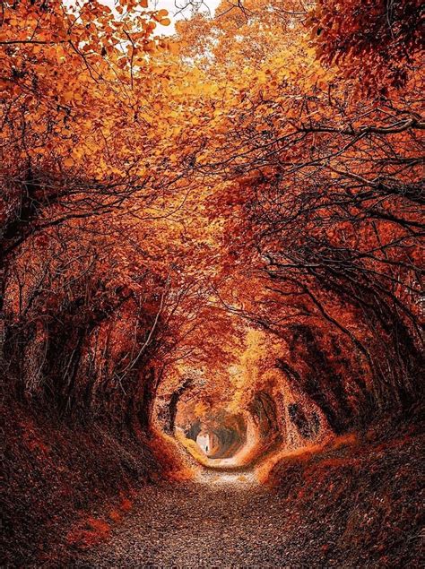 Hrafnkat On Twitter RT TG22110 Halnaker Tree Tunnel In West Sussex