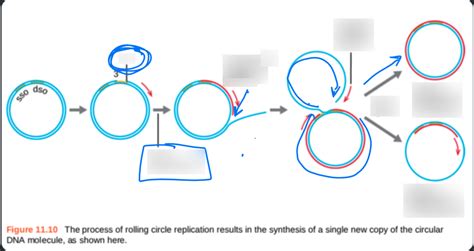 Bio-55 Exam 2: Rolling circle of Replication Diagram | Quizlet