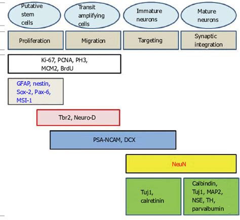 Different Markers Of Neuronal Development In Mitotic And Postmitotic