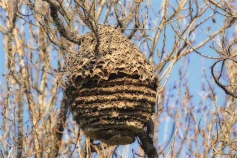 Murder Hornets What You Need To Know Vulcan Termite And Pest Control