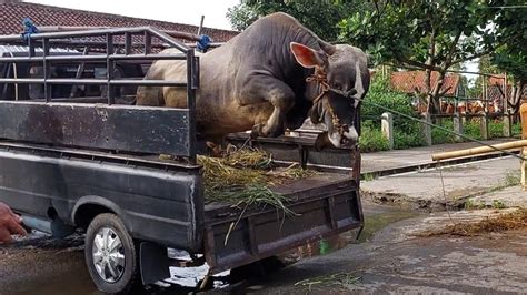 SAPI GALAK MASUK DAN BAKALAN SUPER PASAR MUNTILAN YouTube