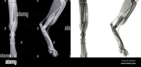 Digital Front And Side View X Ray Of The Hind Leg Of A Cat With A