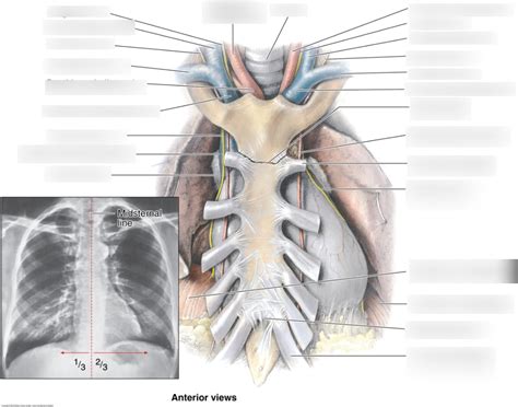 Pericardium Diagram | Quizlet