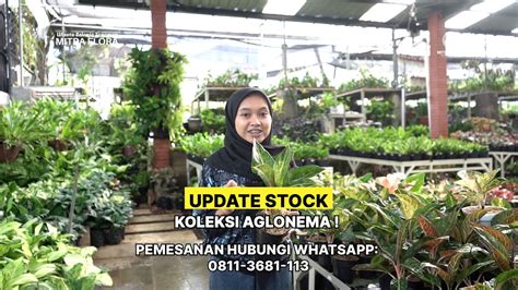 KEINDAHAN AGLONEMA WAJIB DIKOLEKSI DISINI TEMPAT READY STOCK