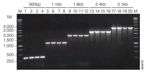 Promega GoTaq Flexi DNA Polymerase PCR Equipment And Supplies PCR