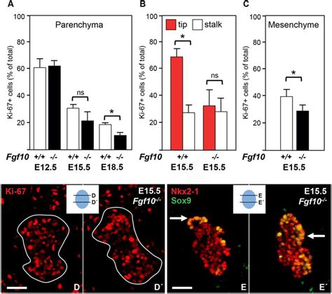 Proliferation Of Sox And Sox Progenitors In Fgf Deficient Thyroid