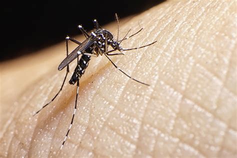 Harrison County: Environmental Health: Major Mosquito Carries of West ...